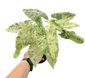 Alocasia Blizzard